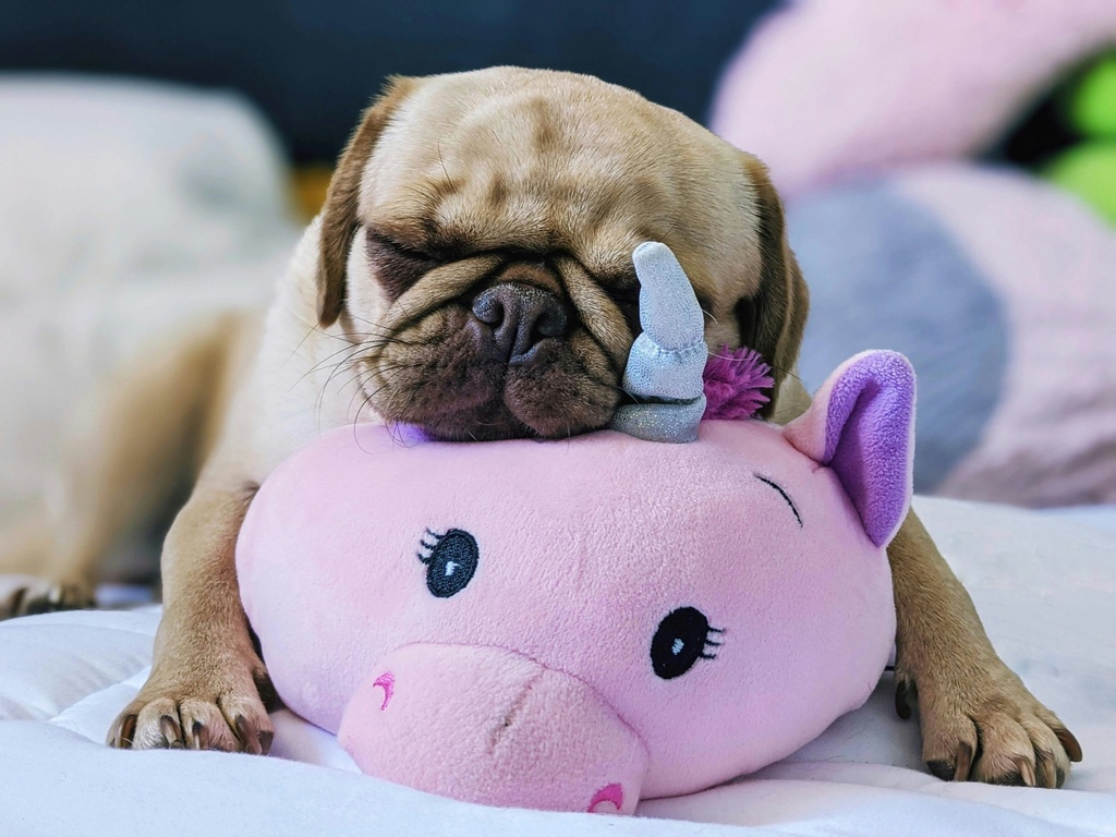 Almohadita🐶